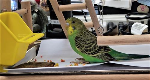 A green parakeet sits on a wooden bird play set 